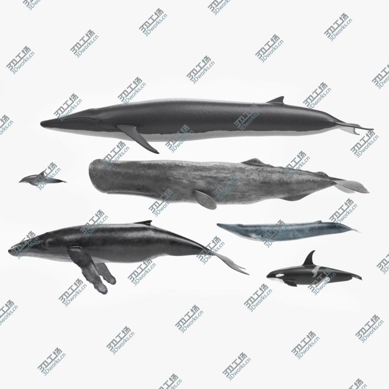 images/goods_img/2021040165/Whales 3D model/1.jpg